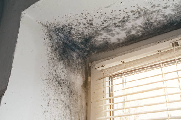 Affordable Hvac And Air Duct Mold Remediation solutions in Stevenson, MD